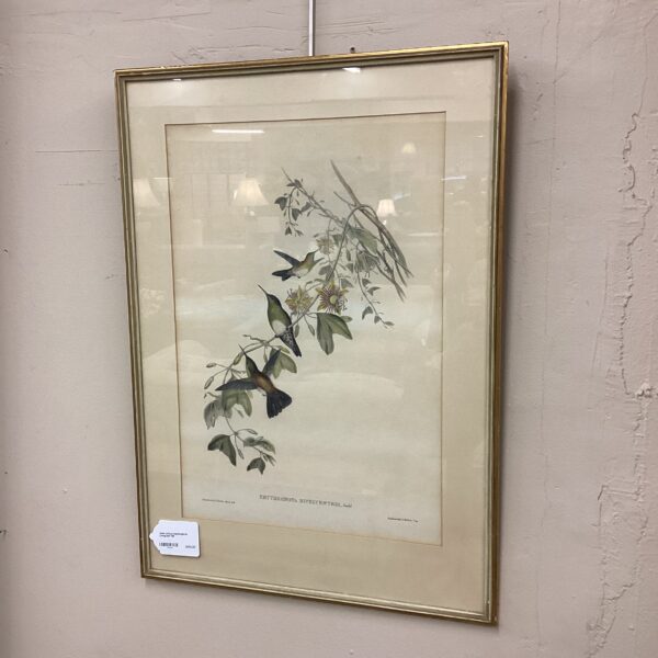 john gould hummingbirds lithogragh